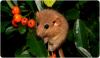 The Groundhog Day of millions of years ago: Reconstructing climate using fossil rodents
