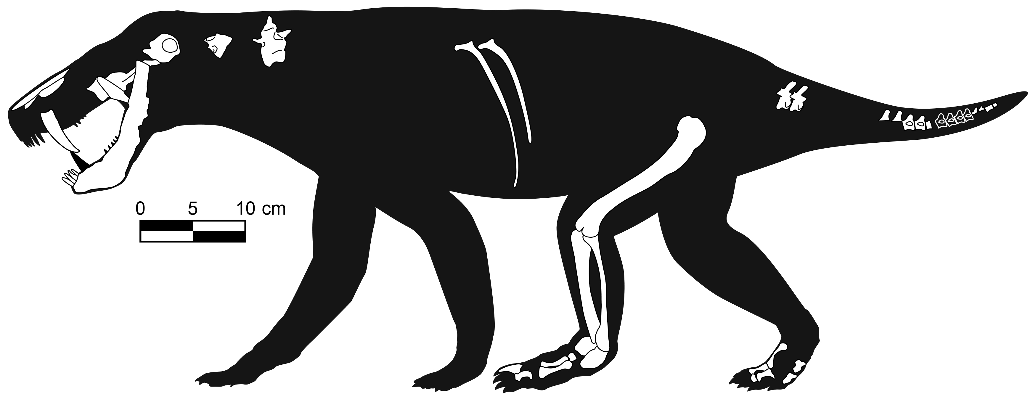 Image 1. The silhouette of the described animal showing the different anatomical elements recovered during the excavation (Eudald Mujal / SMNS).