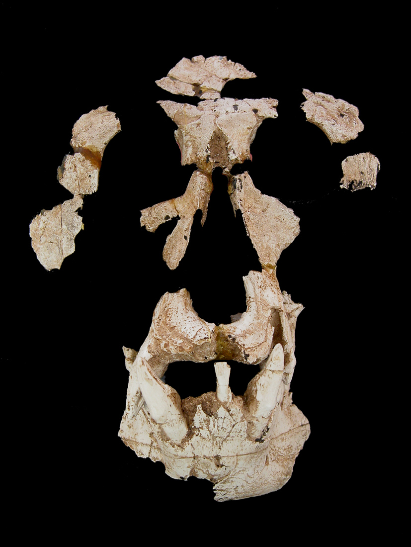 Cara parcial de l'espècie Anoiapithecus brevirostris descrita l'any 2009