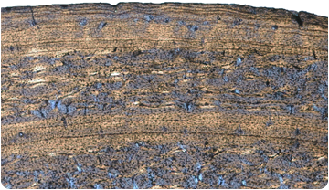 Cérvol alpí. Tall histològic d'un fèmur que mostra línies d’aturada en l’escorça interna. Meike Köhler. ICP 