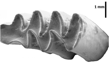 Imatge del primer molar inferior esquerre de Mimomys savini. Autor: Raef Minwer-Barakat, ICP