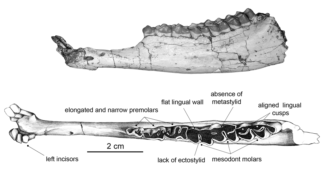 Fossil hemimandible and drawing showing the main characteristics of Tethytragus.