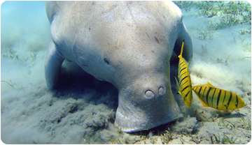 Dugong actual (Egipte) / Julien Willem (https://commons.wikimedia.org/wiki/File:Dugong_Marsa_Alam.jpg)