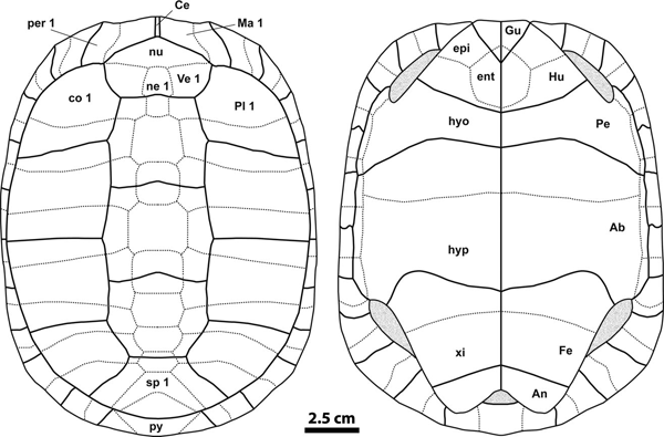 Reconstrucció de la closca de T. catalaunica basada en els diferents especímens estudiats a l'article