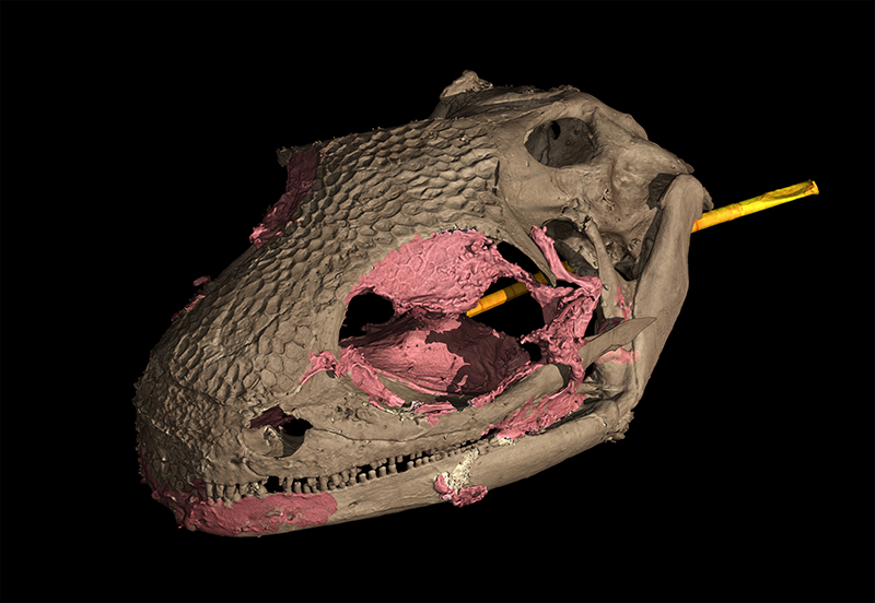 tomografia computada crani Y. perettii