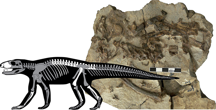 Aspecte del fòssil un cop preparat i silueta de l’esquelet amb els elements anatòmics que s'han identificat (en blanc)