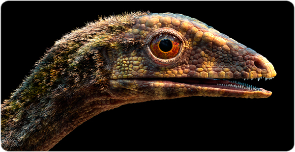 Life reconstruction of the head and neck of the lagerpetid Ixalerpeton from the Triassic  (ca. 233 million years ago) of southern Brazil. (Rodolfo Nogueira)