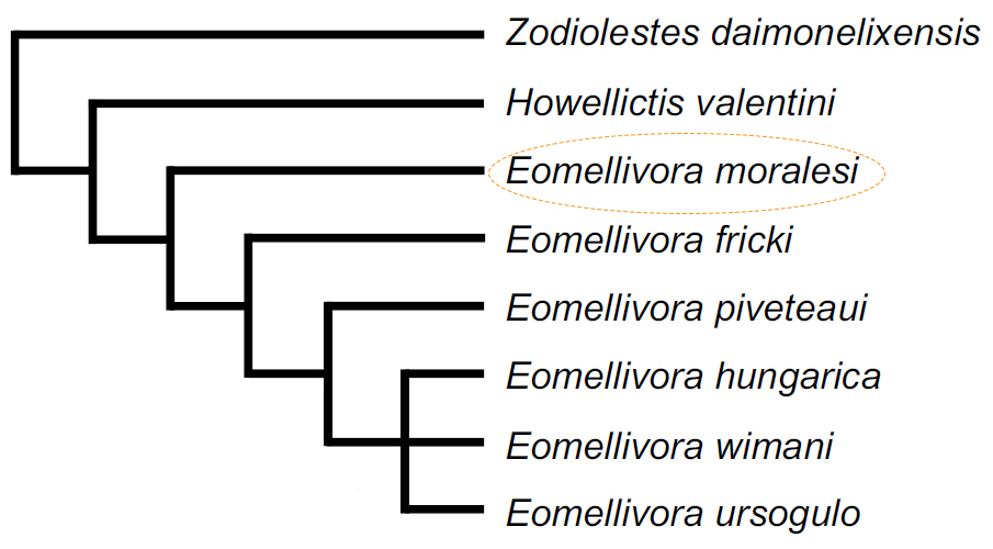 Cladograma que incluye las posición de las distintas especies del género Eomellivora y de otras dos especies de mustélidos del Mioceno  (Modificada a partir de Alba et al. (2021))
