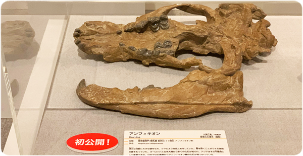 Réplica del cráneo de Amphicyon olisiponensis a la exposición "Hunters donde land" en el Museo Nacional de la Naturaleza y la Ciencia (Tokio, Japón)
