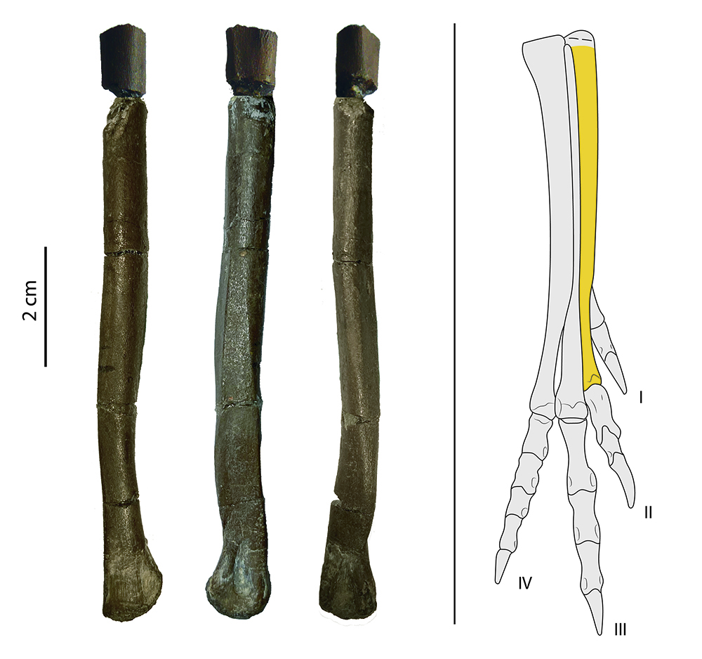 Diferents vistes de l’os del peu de T. Insperatus i esquema de la seva posició anatòmica (Albert G. Sellés / ICP / MCD).