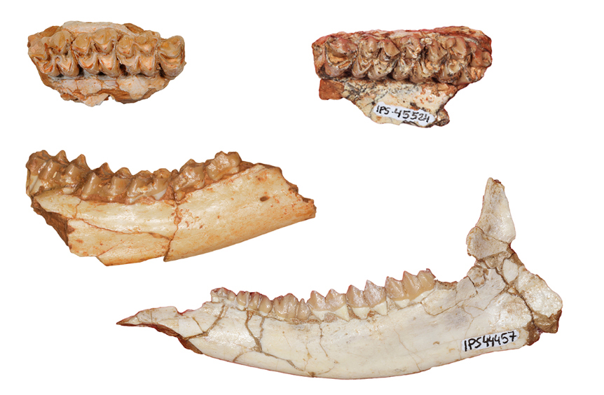  Algunes de les restes dentals de Micromeryx analitzades a l’estudi (Daniel DeMiguel / ARAID – Universitat de Saragossa / Institut Català de Paleontologia Miquel Crusafont).