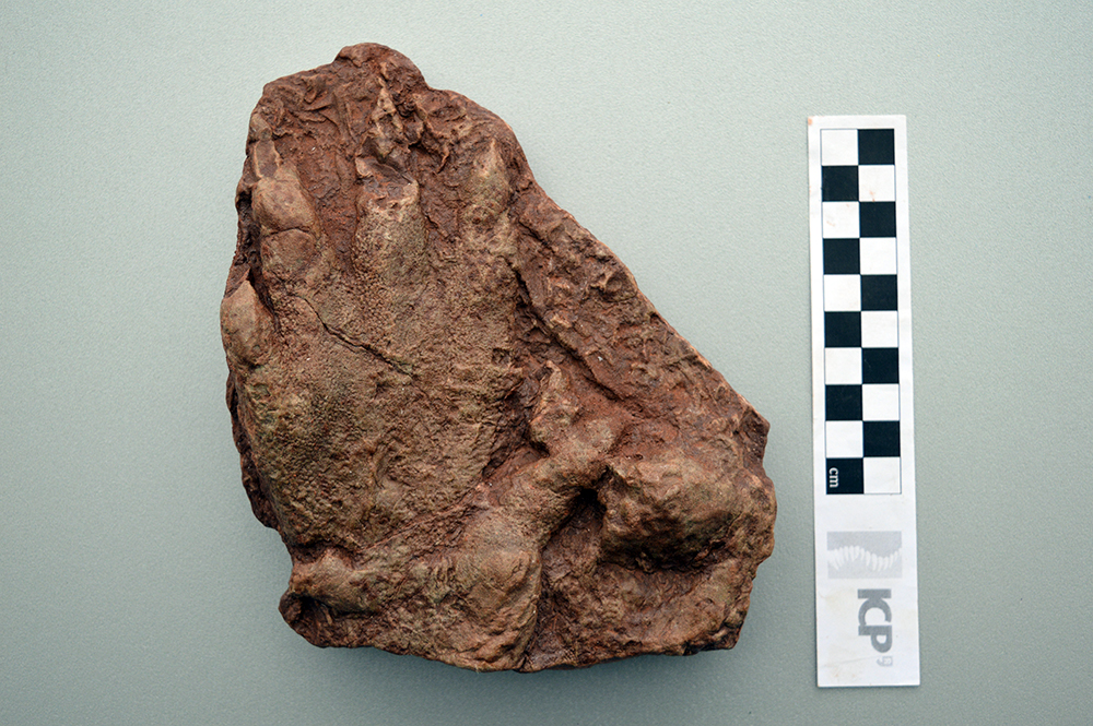 La icnita de Puigventós correspon a l’icnogènere Chirotherium  (Chabier de Jaime / Institut Català de Paleontologia Miquel Crusafont)