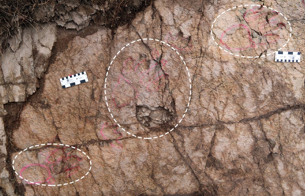 Photograph of the track of the Isochirotherium gardettensis ichnites found on the Gardetta plateau (Fabio Petti / Museo delle Science, Trento)