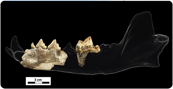 Restos mandibulares fósiles del perro salvaje de Dmanisi 