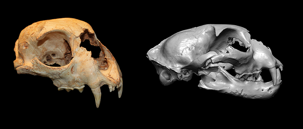 Crani fòssil de Lynx pardinus (esquerra) i model 3D del crani i la mandíbula (dreta) obtingut mitjançant tomografia computada (Dawid A. Iurino / Sapizenza Università di Roma).