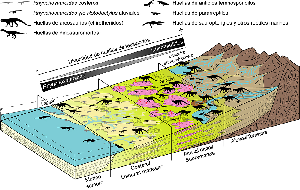 Esquema de los distintos ambientes durante el Triásico Medio y las faunas representativas identificadas (Eudald Mujal / Institut Català de Paleontologia Miquel Crusafont)