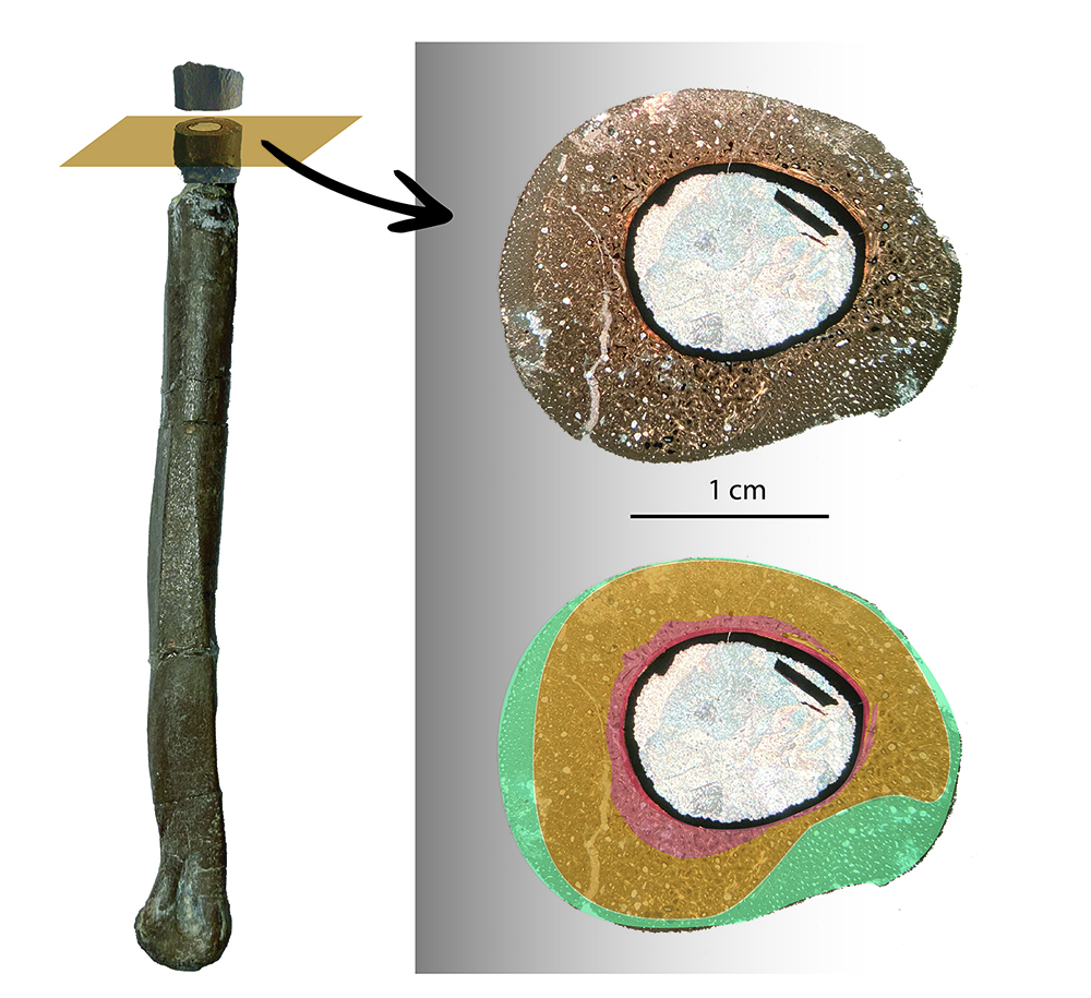 Làmina prima de l’os observada al microscopi (Albert G. Sellés / ICP / MCD).