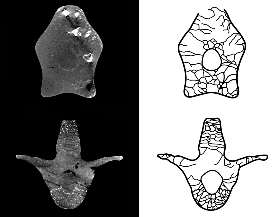 Detail of the internal architecture of some of the vertebrae analyzed by this new study.