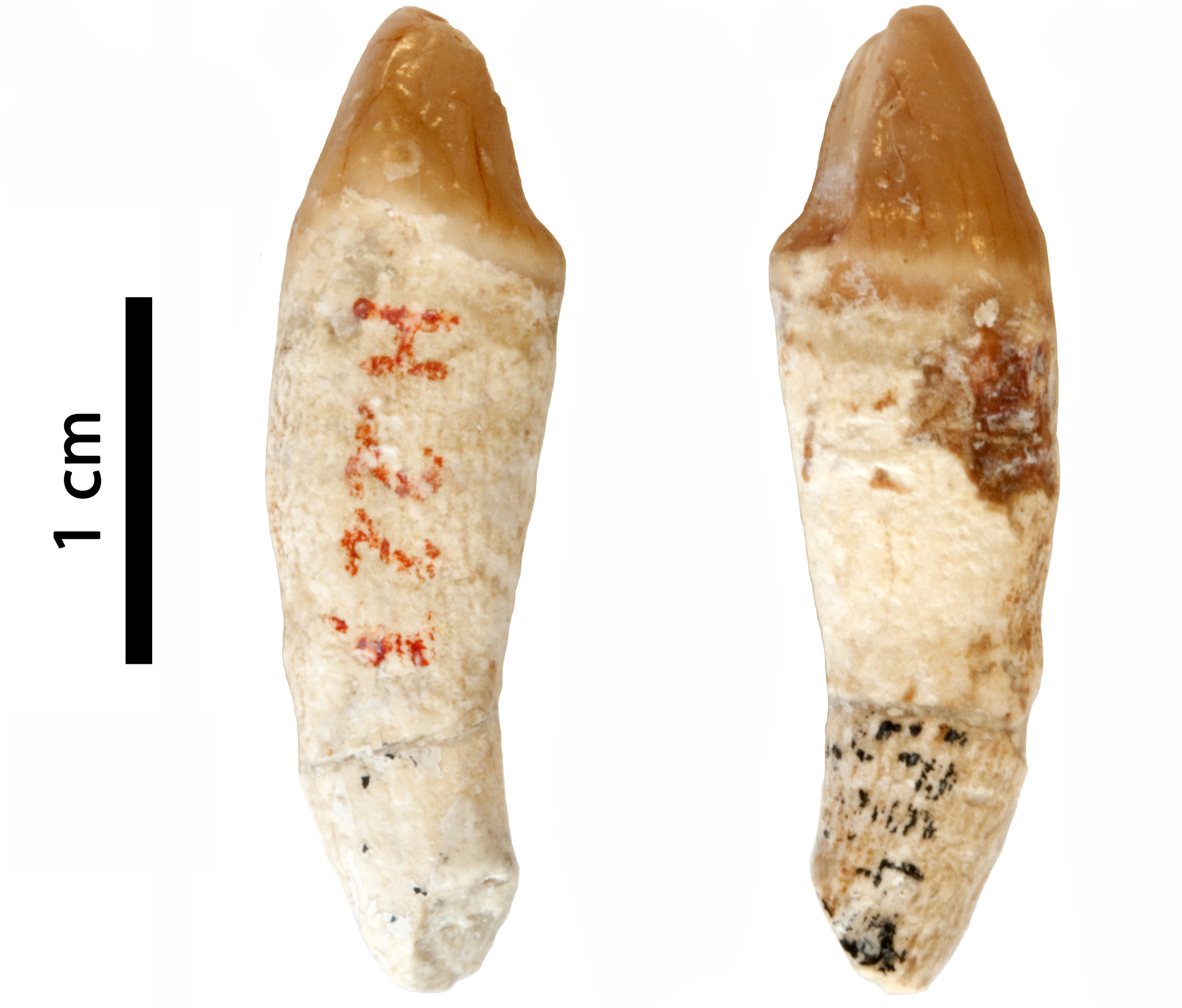 Canina inferior esquerra d’una femella de primat hominoïdeu trobada a Can Mata 1 a principis de la dècada de 1970,. Inicialment atribuïda a Hispanopithecus laietanus, actualment no es pot assignar amb certesa a cap gènere d’hominoïdeu conegut (imatge modificada a partir d'Alba et al., 2022).