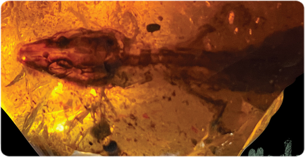 Imatge principal. Fotografia de l'exemplar inclòs en ambre (Ed Stanley / Florida Museum of Natural History)