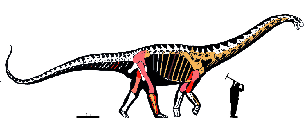 Silhouette of Abditosaurus kuehnei with the remains excavated in different excavation campaigns highlighted in different colors. The light pink color shows fossils excavated in the last century that were lost (dinosaur silhouette: Bernardo González Riga).  