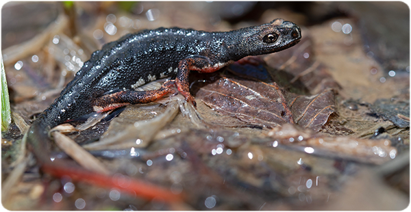 Una Salamandrina perspicillata. Fotografia de M. Sassoè de la Università di Torino.