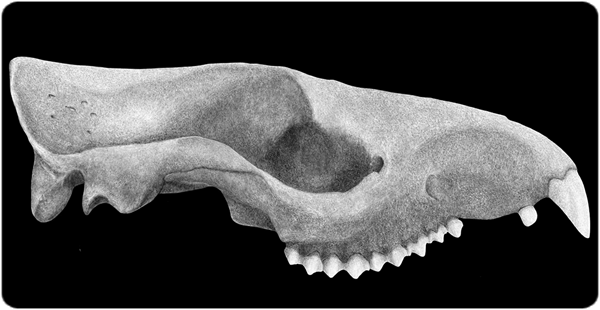 Dibujo lineal del cráneo de Trogosus hillsii (USNM 17157) del Eoceno medio de la Cuenca Huerfano, Colorado. Crédito: Dibujo lineal realizado por Sarah Shelley (modificado a partir del original en Bertrand et al. 2022).