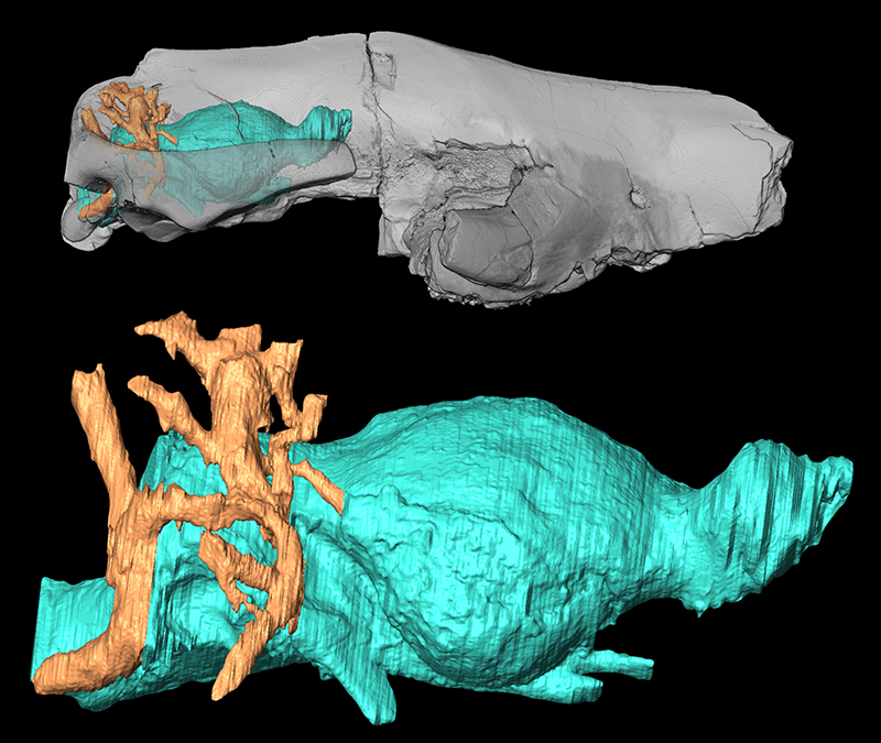 Endomotlles virtuals del cervell i vasos dins del crani translúcid (part superior), endomotlles virtuals del cervell i vasos (part inferior) de Trogous hillsii (USNM 17157) de l'Eocè mitjà de la Conca Huerfano, Colorado.  Crèdit: Dibuix lineal realitzat per Sarah Shelley (modificat a partir de l'original a Bertrand et al. 2022).