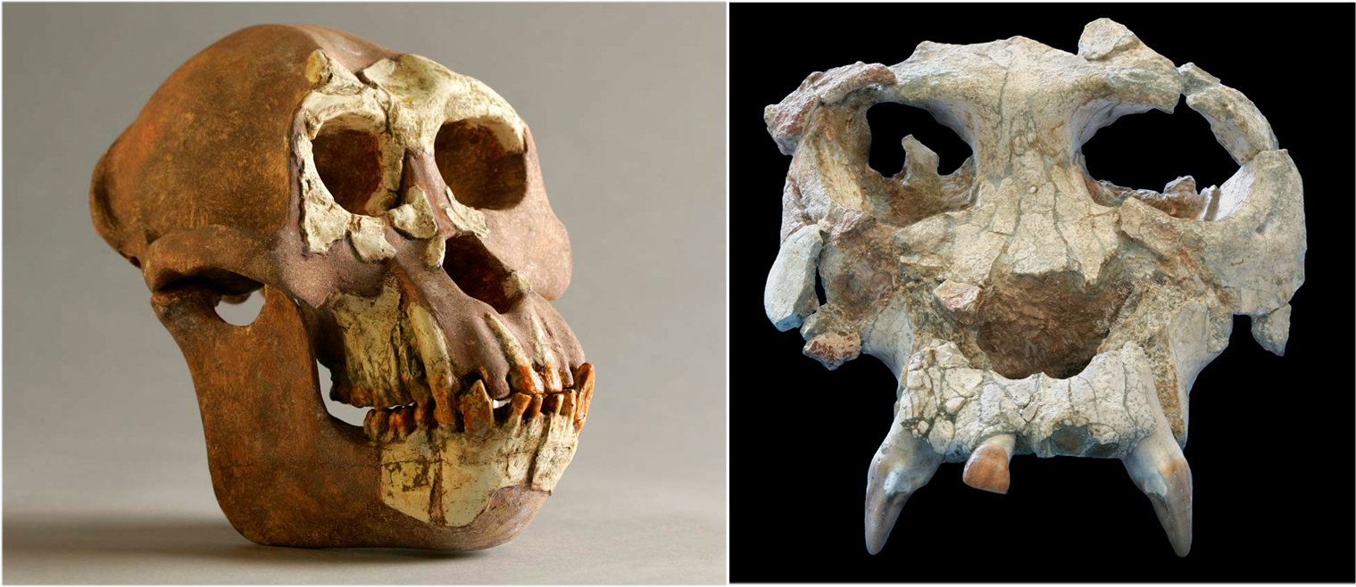 Reconstrucción del cráneo de Hispanopithecus (izquierda) y cráneo original de Pierolapithecus (derecha) no a escala (© Institut Català de Paleontologia Miquel Crusafont)