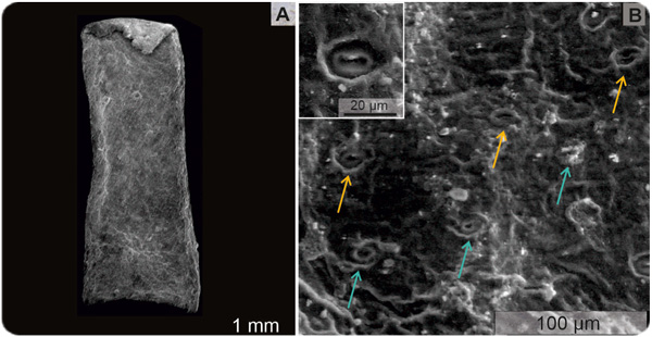 Detail of an internode showing one free tip of a folded-down leaf (A) and the cuticle of Frenelopsis displaying sunken and aligned stomata (B).