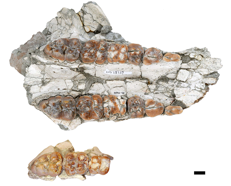 Imatge de fragments maxil·lars de Propotamochoerus palaeochoerus (a dalt) i Parachleuastochoerus valentini (a baix) en vista oclusal. La barra dʻescala és de 1 cm. (Modificada a partir de McKenzie et al. DOI: 10.1007/s10914-022-09643-3 )