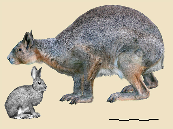 Comparativa entre la mida corporal estimada de Nuralagus rex i un conill actual.