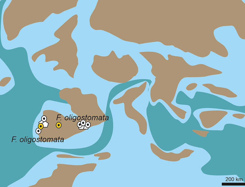 Mapa paleogeogràfic amb la distribució dels darrers Frenelopsis a la illa Iberoarmòrica