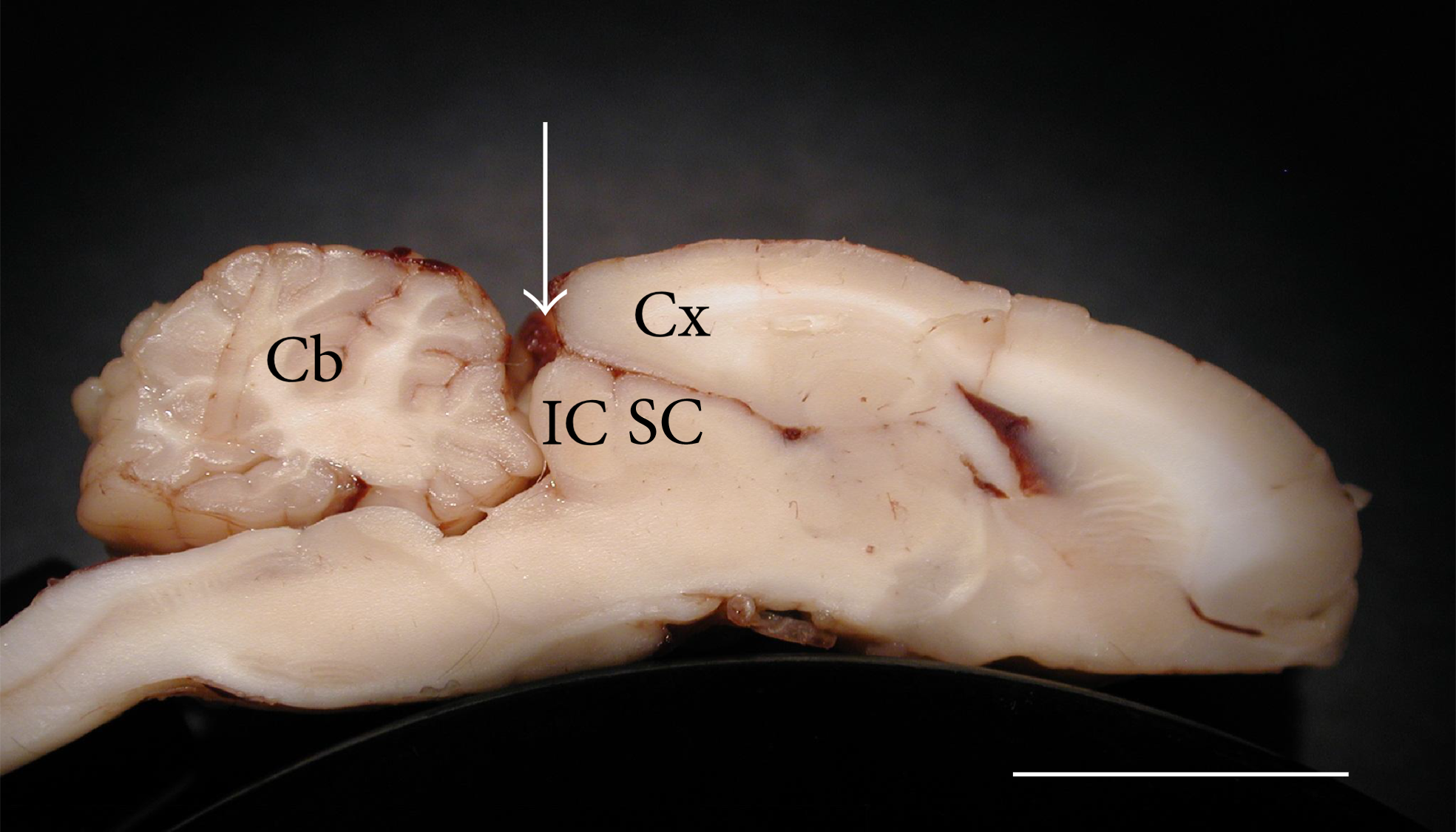 Secció transversal del cervell de la Chinchilla laniger. Abreviatures: IC, col·licle inferior; Cb, cerebel; Cx, integritat del còrtex (cervell); SC, col·licles superiors. Barra d'escala = 1 cm. Modificat de D'Alessandro et al. (2016). DOI: 10.1155/2016/3734646