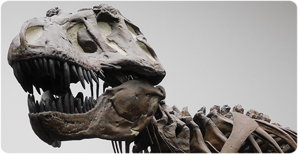 Fotografia d’una rèplica d’un esquelet d’un T. rex al Museu Senckenberg de Frankfurt, Alemanya. El T. rex va viure al final del Cretaci (fa aproximadament 66 milions d’anys) exclusivament a Amèrica del Nord occidental. (Crèdit: Kai R. Caspar).