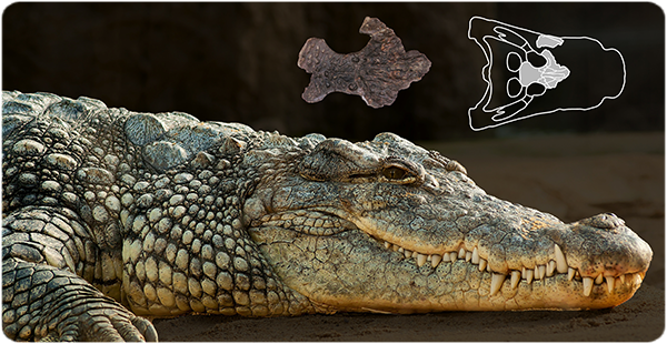 En la parte superior, en el centro, se muestra el fragmento del cráneo fósil del ejemplar de Suterranya-Mina de lignit (vista dorsal). Al lado, a la derecha, la ubicación del fósil en el cráneo (vista dorsal). En primer plano, cocodrilo marino (Crocodylus porosus) actual en la arena (de Pexels bajo licencia CC0 1.0).