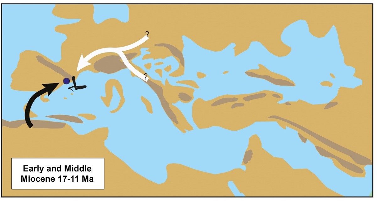 Rutes potencials de dispersió de Naja de la VPB durant la primera meitat del Miocè, mostrant l'arribada possible ja sigui per una ruta oriental a través de l'Europa Central (fletxa blanca) o directament des d'Àfrica (fletxa negra). L'origen precís del llinatge oriental de la cobra europea encara és incert. La silueta de la cobra ha estat proporcionada per Chris Hay sota una llicència CC BY-NC 3.0, a través de PhyloPic (https://www.phylopic.org/).