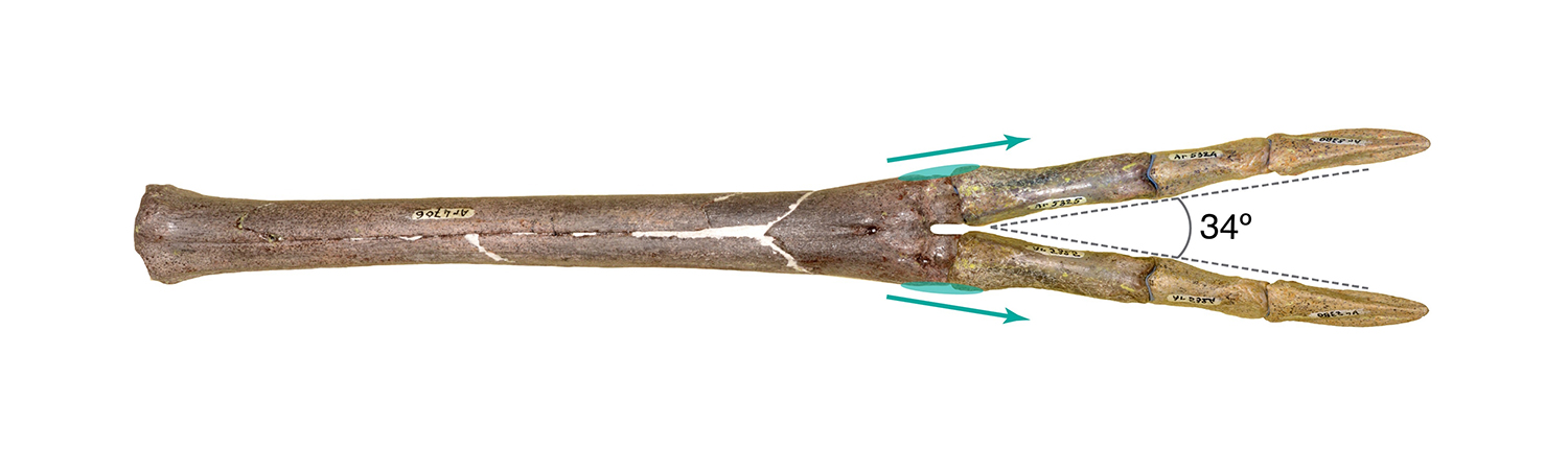 Autopodi mostrant l’angle entre els dits i l’acció dels lligaments col·laterals d’Amphimoscus (adaptat de Sánchez I. M. DOI: 10.1080/14772019.2024.2386020 (adaptat de Sánchez, I. M., DOI: 10.1080/14772019.2024.2386020).