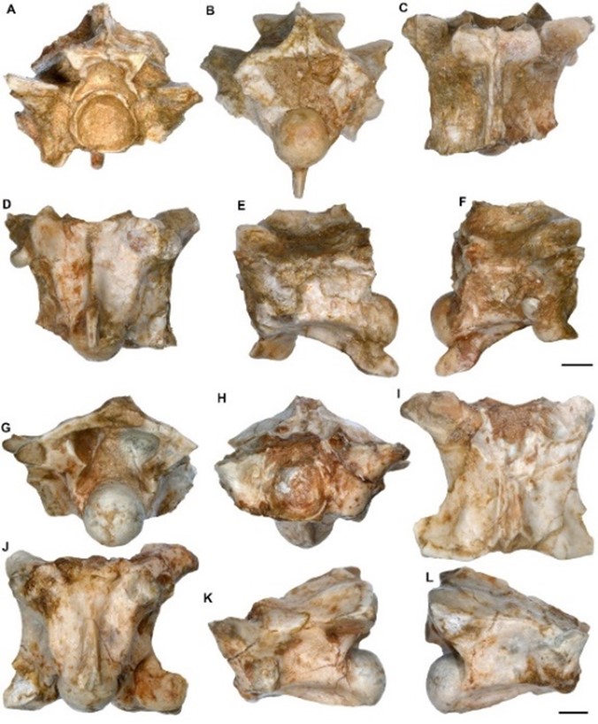  Fòssils de vèrtebra precloacal de Naja trobades al jaciment de l’Abocador de Can Mata ubicat als Hostalets de Pierola (Anoia): IPS42390,  en vista anterior (A), posterior (B), dorsal (C), ventral (D), lateral esquerra (E) i lateral dreta (F); IPS42218 en vista posterior (G), anterior (H), dorsal (I), ventral (J), lateral esquerra (K) i lateral dreta (L). La barra d'escala representa 2 mm.