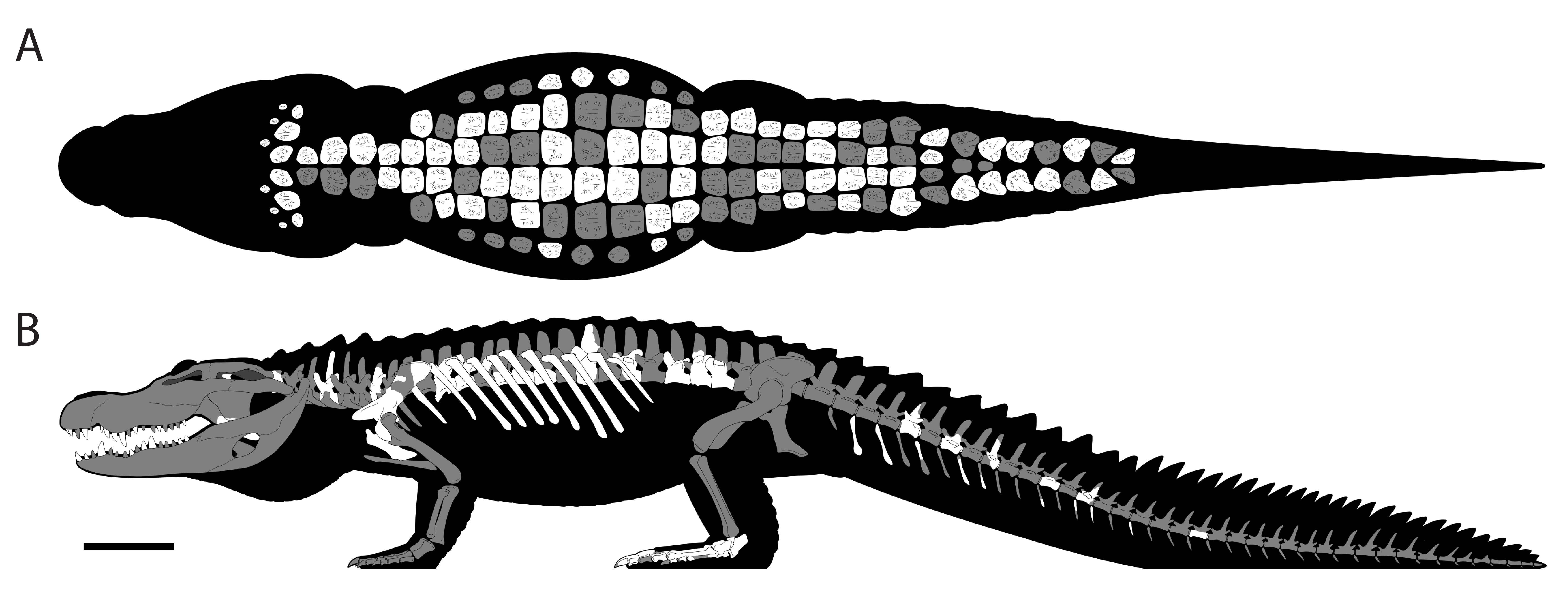 Reconstrucció de l’esquelet de l’al·lodaposúquid trobat prop de Fontllonga, en vista dorsal (A) i lateral (B). Els elements conservats es mostren en blanc. Crèdit: Metasuchus (https://twitter.com/metasuchus). L’escala correspon a 20 cm.