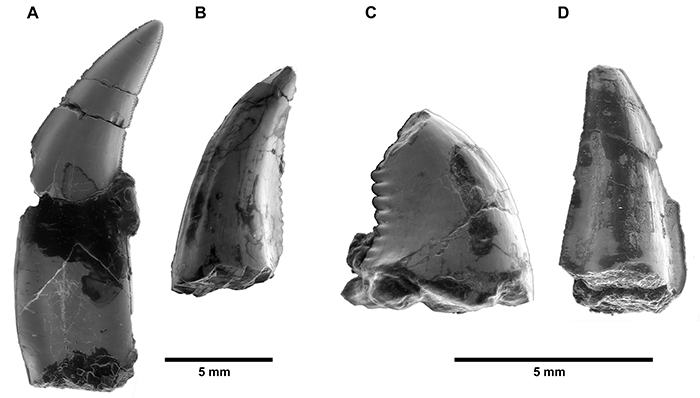 Dents de Molí del Baró-1 estudiades en aquest article. A, Velociraptorí; B, Dromeosaurí; C, Troodòntid; D, Dromeosàurid, possible microraptorí. Fotografies fetes mitjançant microscòpia electrònica.Totes les dents estan en vista lingual. Les dues escales de 5mm reflecteixen les diferències de mida que hi ha entre algunes de les dents, tot i que  pertanyin a espècies relativament petites. (Adaptat de Castillo-Visa et al., 2025)