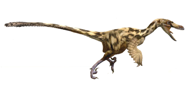 Recreació de dromeosàurid ("saure corredor").  Oscar Sanisidro / Institut Català de Paleontologia Miquel Crusafont