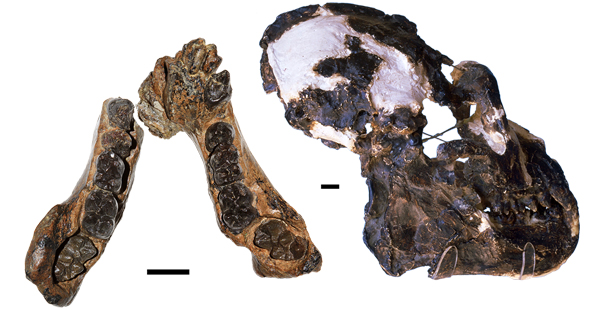 La mandíbula tipus d'Oreopithecus bambolii (esquerra) i el crani de 1958 (dreta). Fotografies de S. Bartolini-Lucenti i E. Cioppi, reproduïdes a partir d'Alba et al. (2024: figs. 4a1 i 7a2), respectivament.