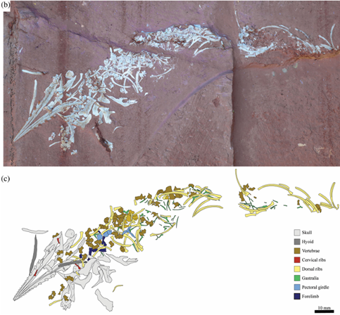Fòssil de la cria de Pleurosaurus i interpretació (adaptat de Beccari et al., 2024).