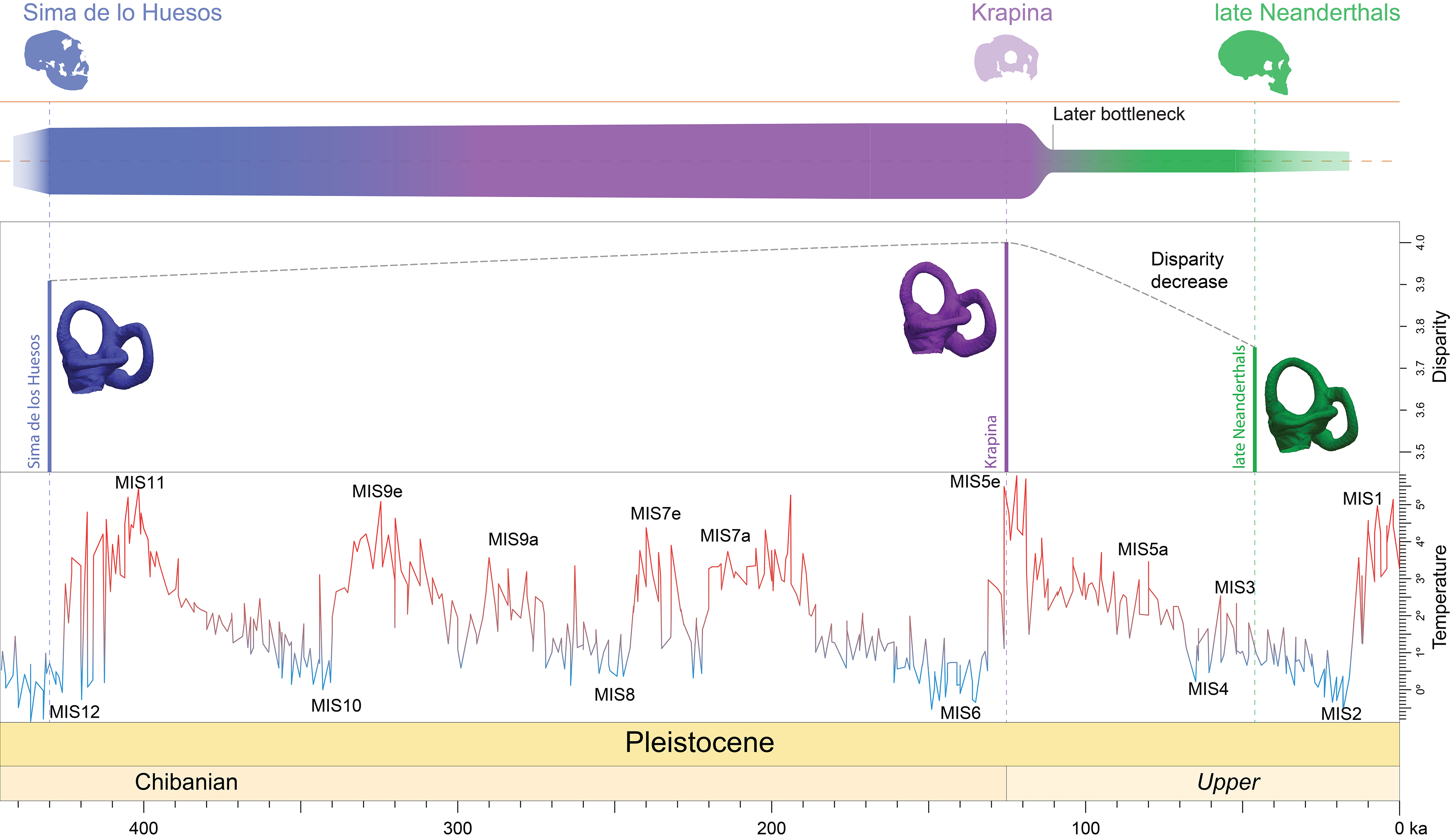 Imatge 1. Representació esquemàtica dels canvis en la diversitat morfològica al llarg de la història evolutiva del llinatge neandertal. Les poblacions de la Sima de los Huesos i, en particular, de Krapina mostren quantitats similars de variació morfològica, cosa que suggereix continuïtat durant el Pleistocè Mitjà. En canvi, els neandertals clàssics presenten una diversitat molt menor, cosa que indica una possible disminució en la variació fenotípica just després del màxim tèrmic assolit fa aproximadament 120.000 anys, a l'inici de l'últim cicle glacial.