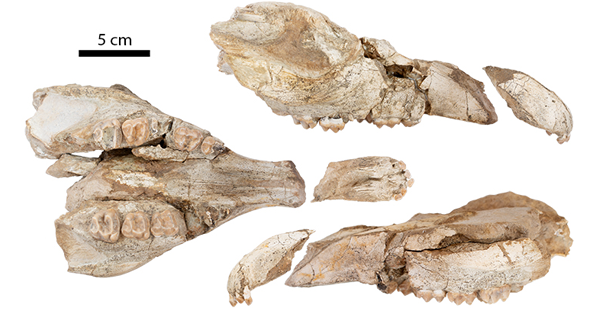 Crani juvenil de Tapirus priscus (IPS133767) de Can Gambús-I5, en vistes oclusal (esquerra) i laterals (dreta). Reproduït a partir de Pandolfi et al. (2025: fig. 4a-c)