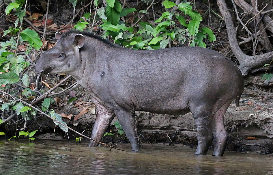 Exemplar de tapir amazònic o tapir del Brasil (Tapirus terrestris). Imatge: Charles J. Sharp, distribuïda sota llicència CC BY-SA 4.0