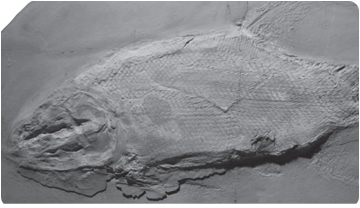 Espècimen de Colobodus giganteus d'Odèn