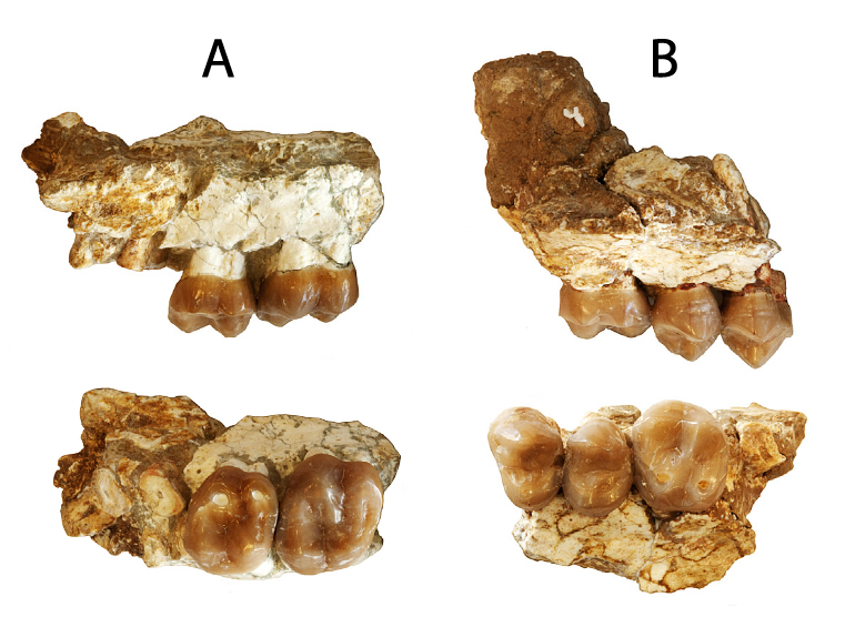 Diferents vistes dels fòssils d'Anoiapithecus brevirostris descrits a l'article. El fragment A correspon a l'hominoideu més antic de la península Ibèrica