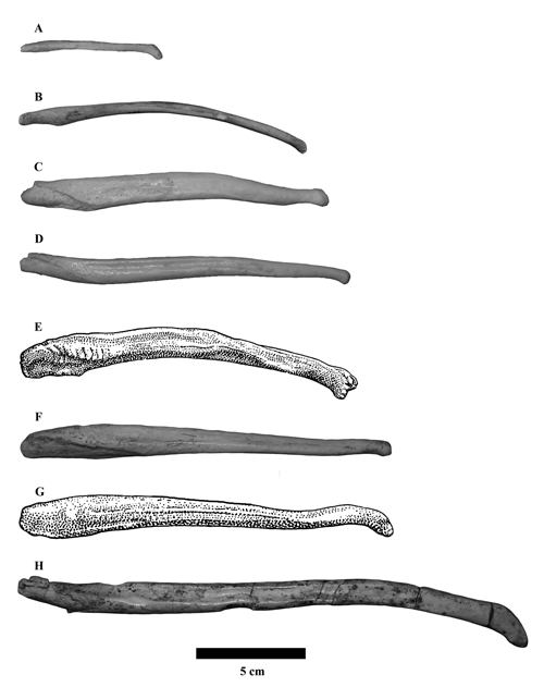 Bàculs de diferents espècies d'ós actuals i extintes (la G correspon a I.arctoides)